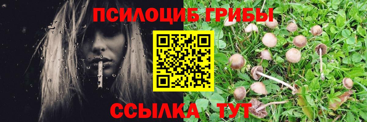 Галлюциногенные грибы Cubensis Горячий Ключ